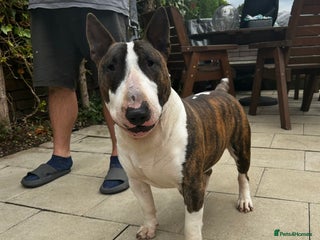 English Bull Terrier dogs - Advert 14