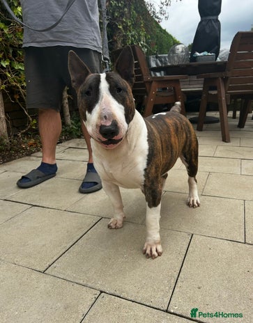 English Bull Terrier dogs - Advert 1