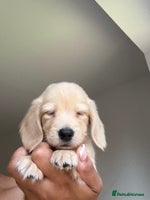 Miniature Dachshund dogs - Advert 3