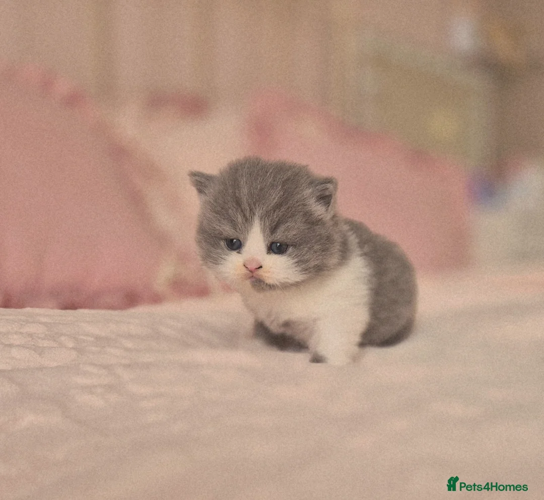 British Shorthair cats for sale: Stunning pedigree British short/longhair/ kittens  - Advert 2