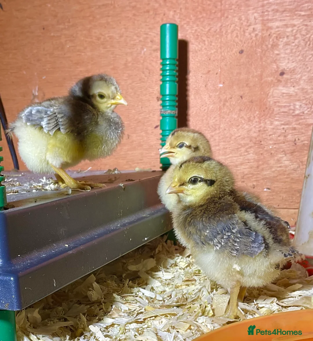 Chickens poultry for sale: Crested Cream Legbar Chicks blue egg layers  in Ammanford - Advert 4