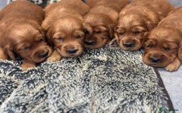 Irish Setter dogs for sale: Rare Golden Irish litter - Image 17