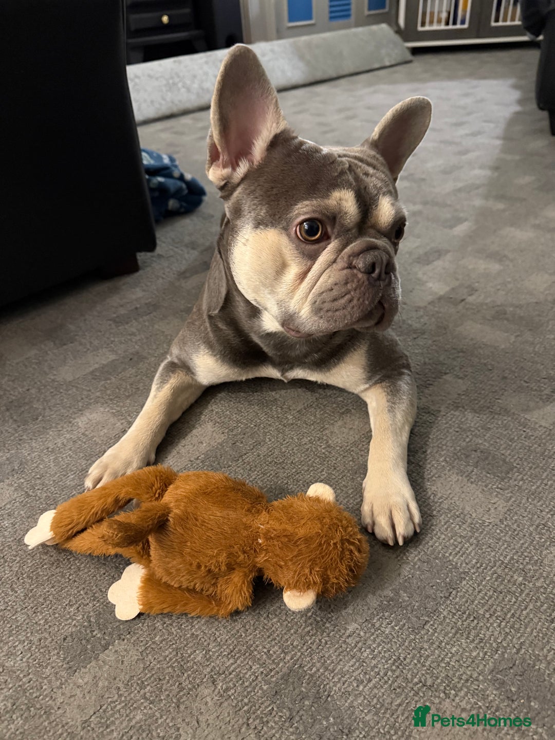 French Bulldog dogs for stud: KC Reg French Bulldog Lilac & Cream  - Image 15