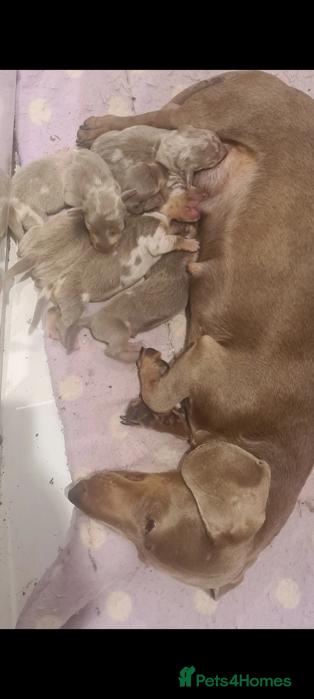 Miniature Dachshund dogs for sale: Lilac dapple daxies ready soon 3 girls 2 boys left - Advert 2