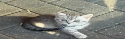 British Shorthair cats for sale: British shorthair silver spotted  - Advert 3