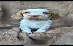 Cocker Spaniel dogs for sale: Gorgeous kc registered cocker spaniel puppies - Image 6