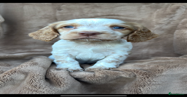 Cocker Spaniel dogs - Advert 10