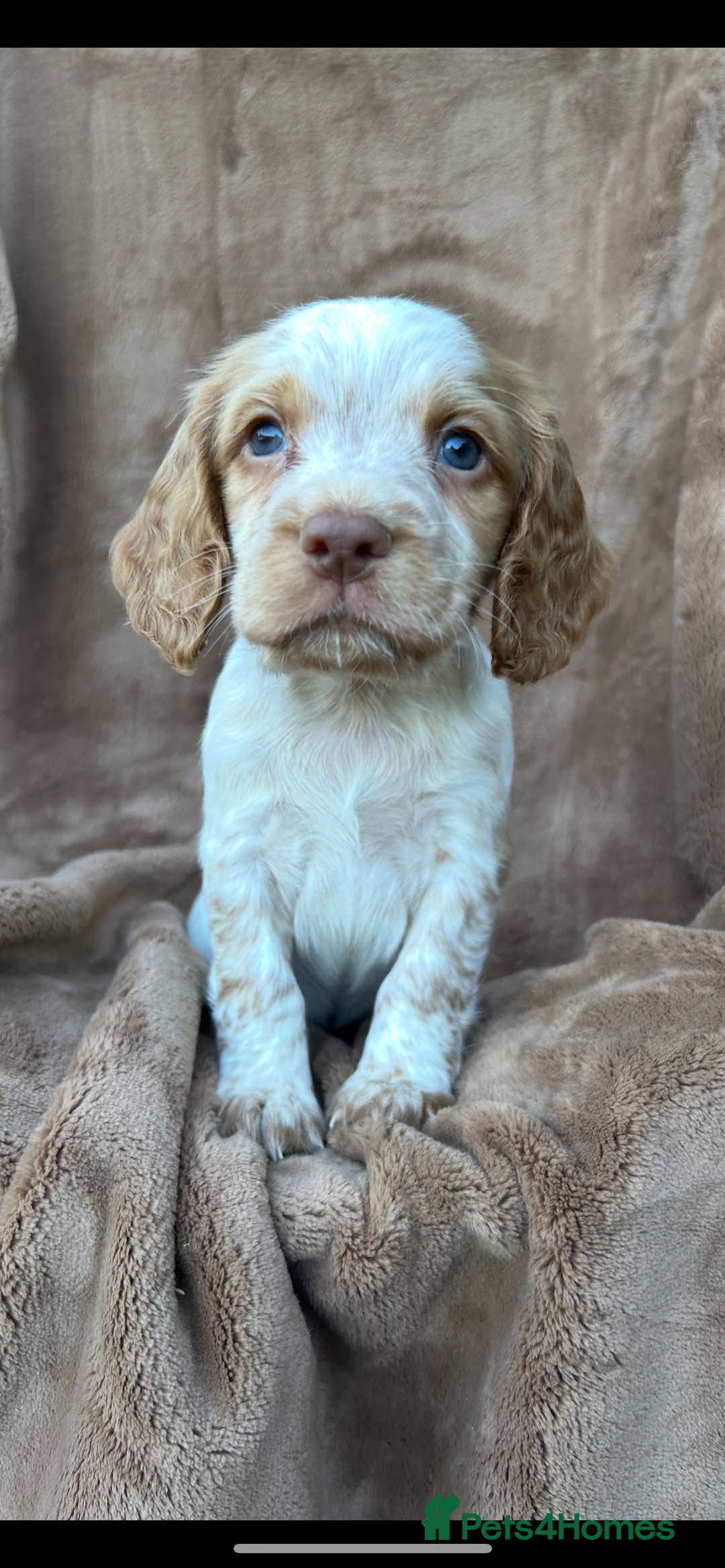 Cocker Spaniel dogs for sale: Gorgeous kc registered cocker spaniel puppies - Image 6