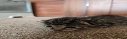 Savannah cats for sale: Savanah x pixie bob - Advert 6