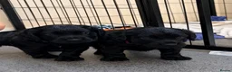 Cocker Spaniel dogs for sale: KC Cocker Spaniel  in Camborne - Advert 5