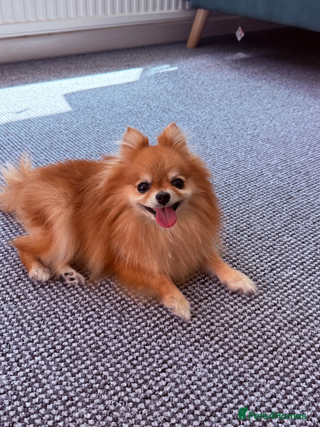 Pomeranian dogs for sale: LUCYY in Exeter - Advert 2