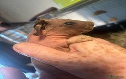 Guinea Pig rodents for sale: * RARE FULL BREED SKINNY PIG BABIES! - Image 1