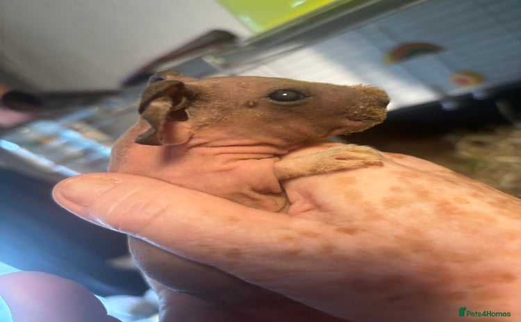 Guinea Pig rodents - Advert 1