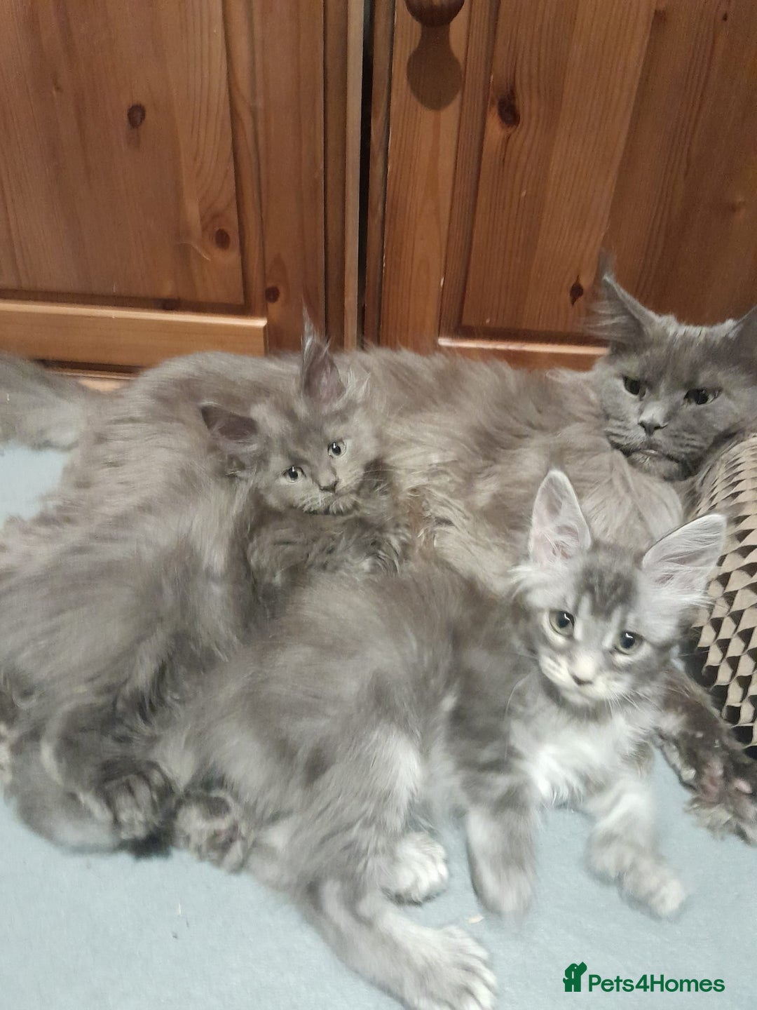 Maine Coon cats for sale: black smoke ticked ns25 polydactyl girl maine coon - Advert 5
