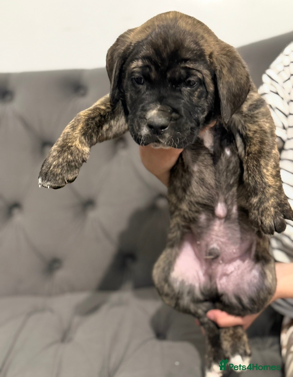 Presa Canario dogs  🏆 Champion Blood elite presa Canario pups!! - Advert 4