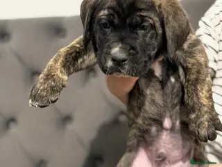 Presa Canario dogs 🏆 Champion Blood elite presa Canario pups!! - Advert 2