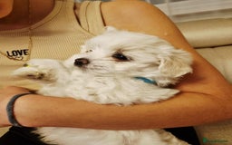 Maltese dogs for sale: Beautiful Maltese Puppies - Advert 3