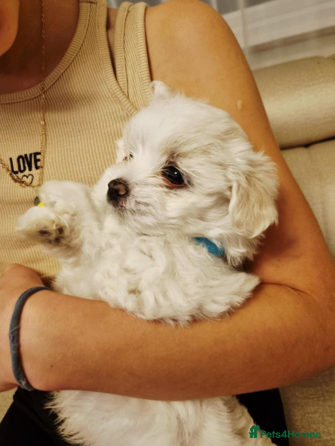 Maltese dogs for sale: Beautiful Maltese Puppies - Advert 3