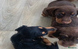 Miniature Dachshund dogs for sale: Mini wire haired dachsunds - Image 6