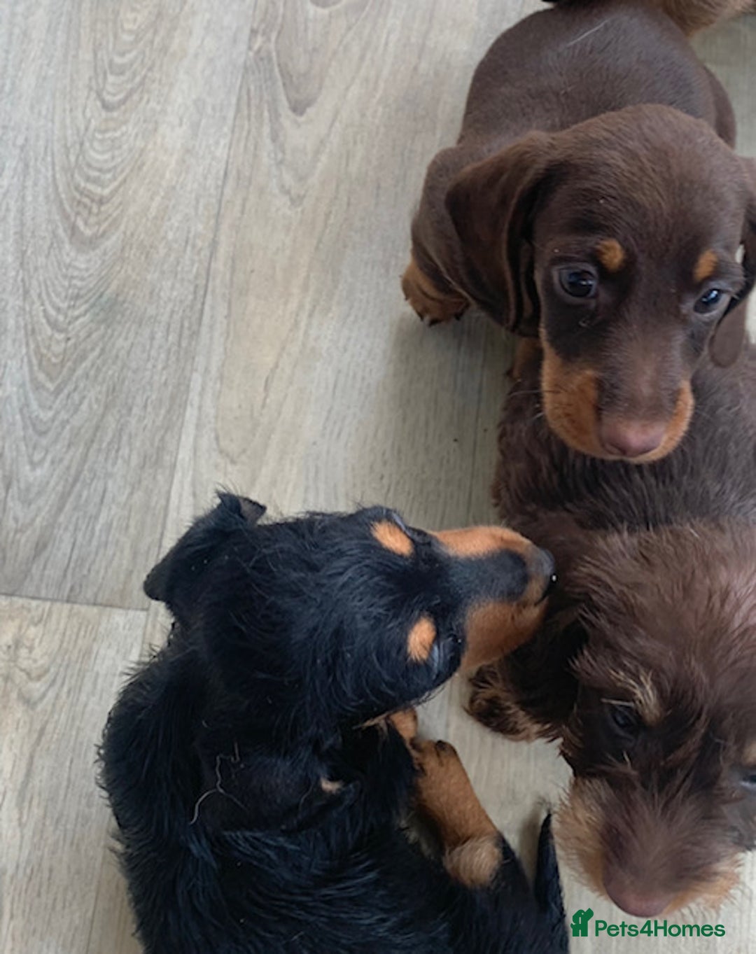 Miniature Dachshund dogs for sale: Mini wire haired dachsunds - Image 6