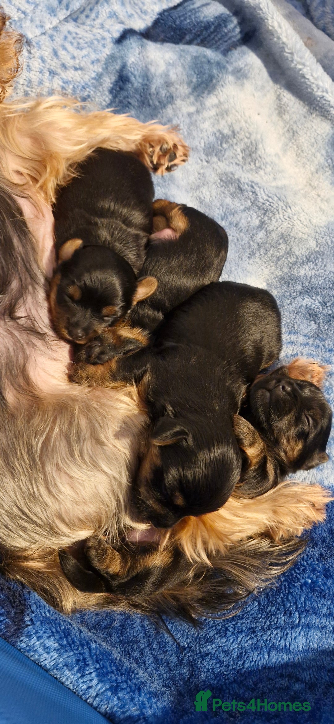 Yorkshire Terrier dogs for sale: Yorkshire terrier  - Advert 22