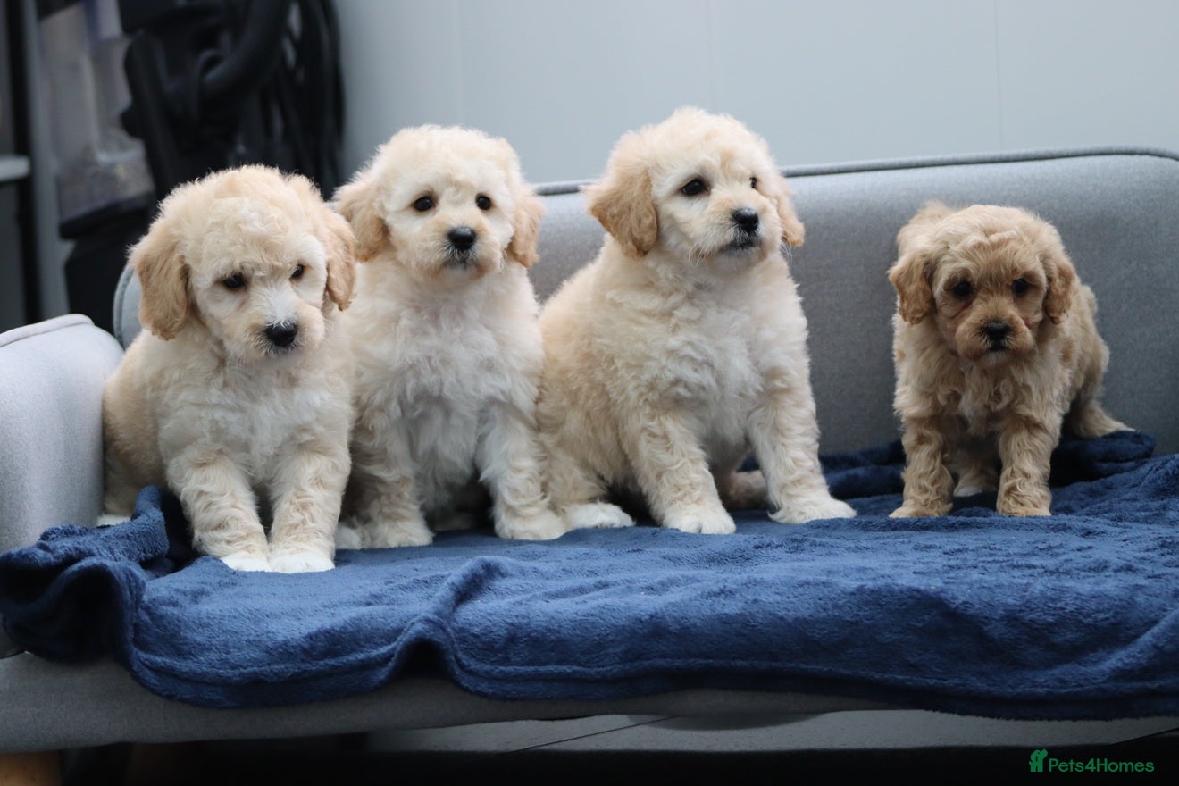 Cavapoochon dogs Cavapochon puppies for sale - Advert 1