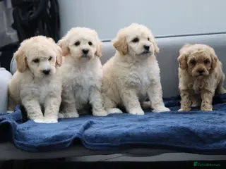 Cavapoochon dogs Cavapochon puppies for sale - Advert 1
