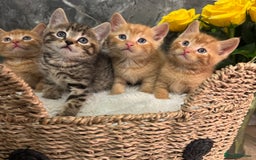 Mixed Breed cats for sale: Beautiful kittens  - Image 17