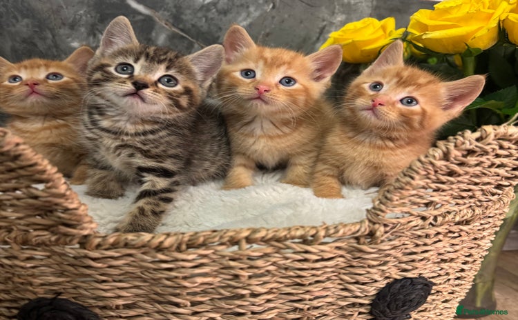 Mixed Breed cats - Advert 11