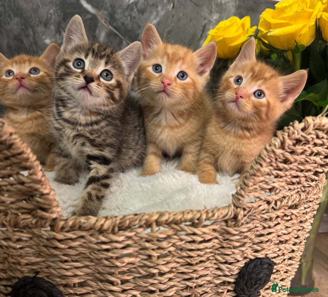 Mixed Breed cats for sale: Beautiful kittens  - Image 17