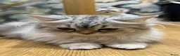 Persian cats for sale: Beautiful Silver White Doll Face Persian Kittens - Advert 4