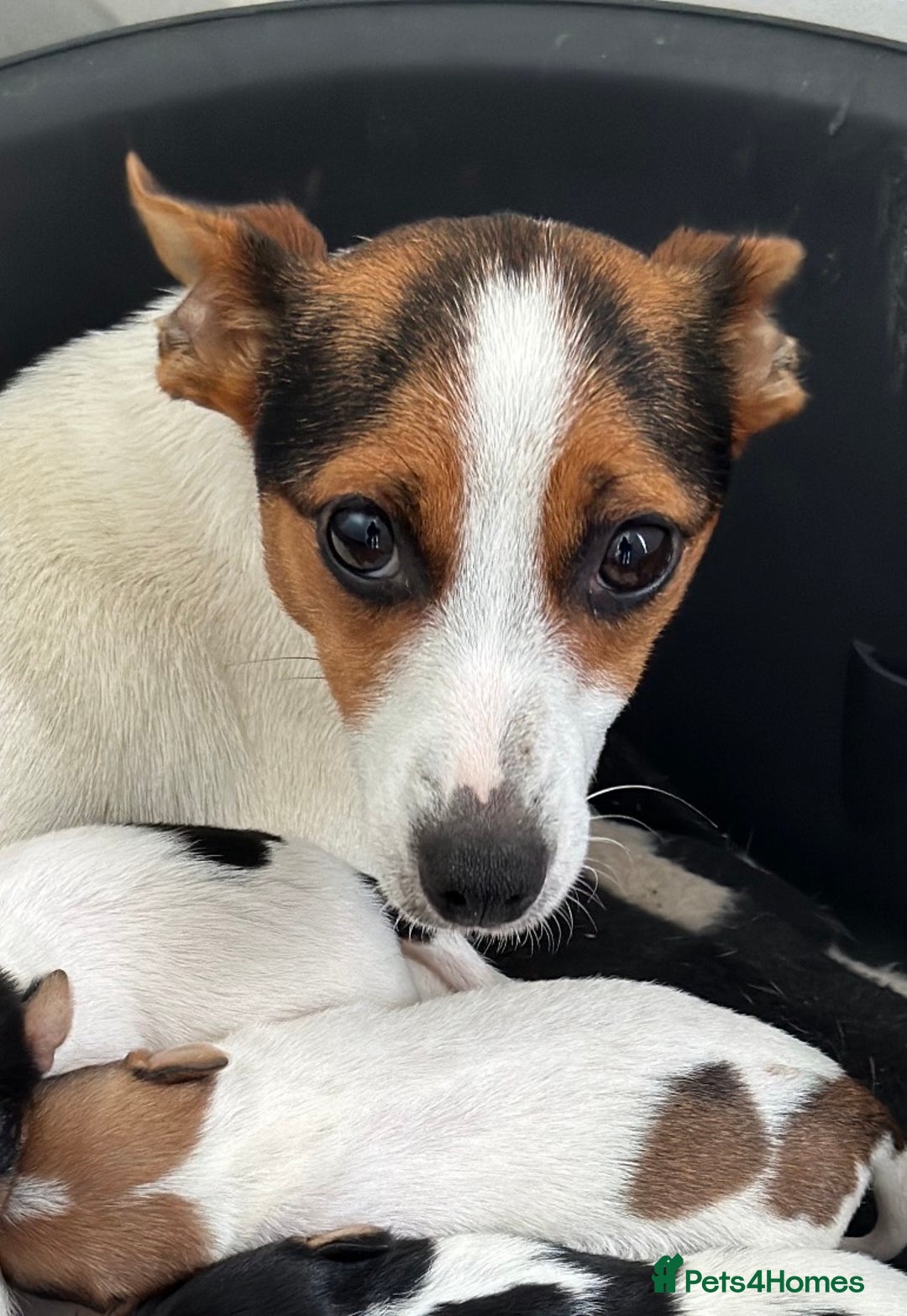 Jack Russell dogs for sale: Beautiful litter of miniature Jack Russell puppies - Advert 2