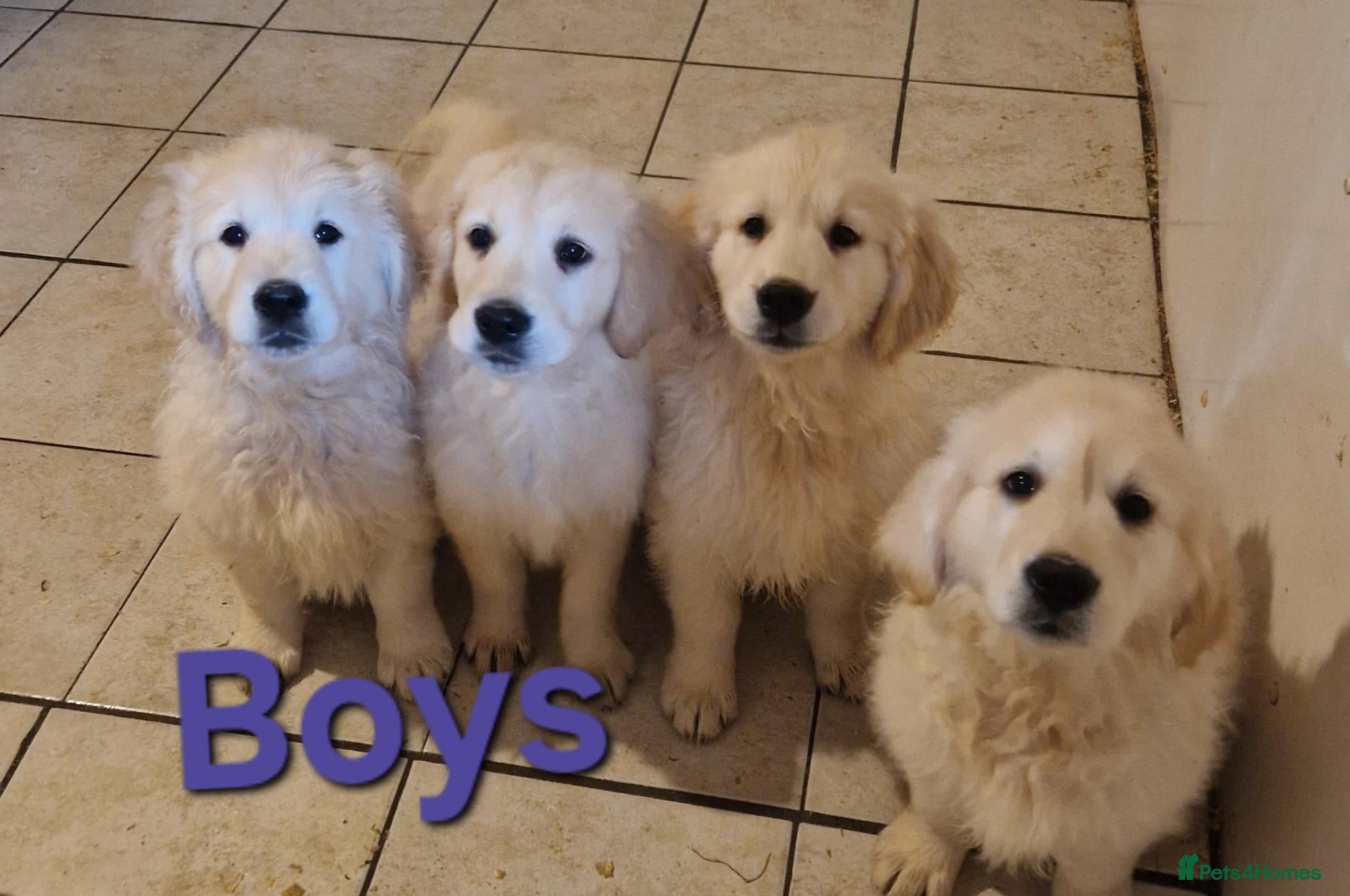Golden Retriever dogs Stunning Golden Retrievers - Advert 2