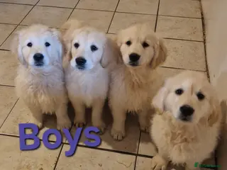 Golden Retriever dogs Stunning Golden Retrievers - Advert 2