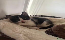 Mixed Breed cats for sale: Beautiful mixed breed kittens - Image 37