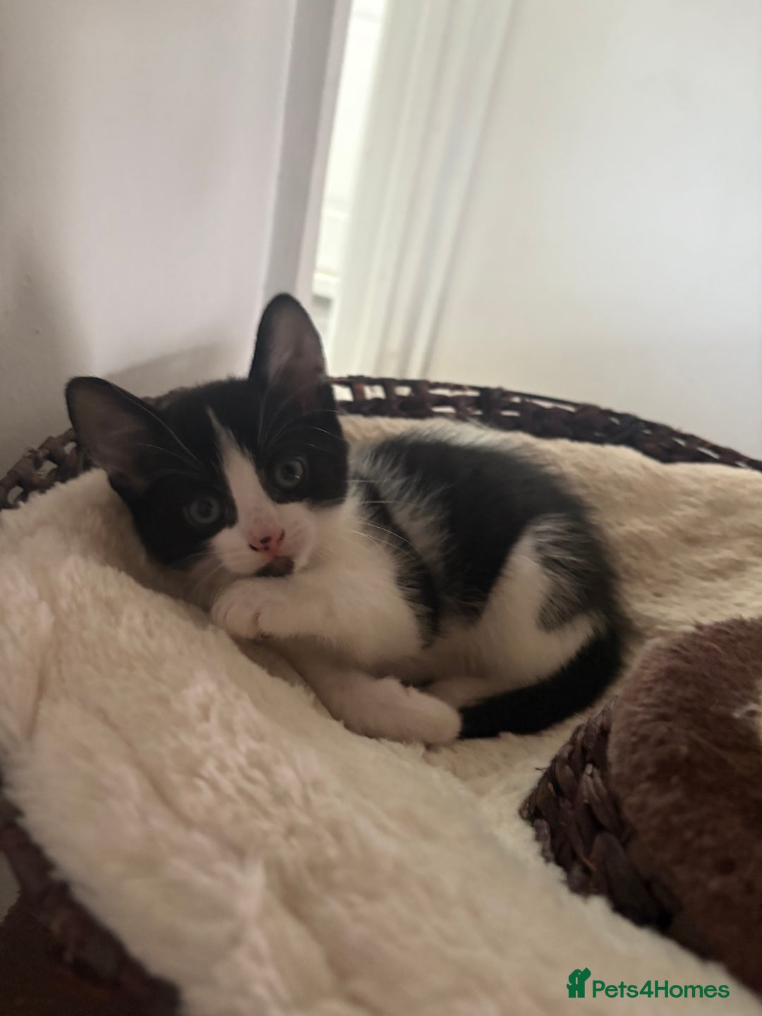 Mixed Breed cats for sale: Beautiful mixed breed kittens - Image 37