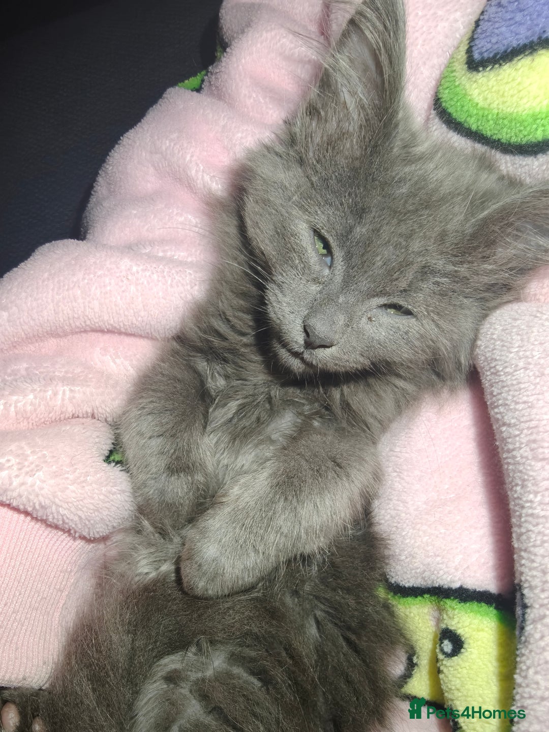 Mixed Breed cats for sale: Norbert  - Advert 5