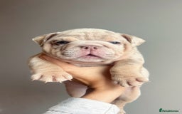 English Bulldog dogs for sale: English Bulldog Puppies  - Image 15