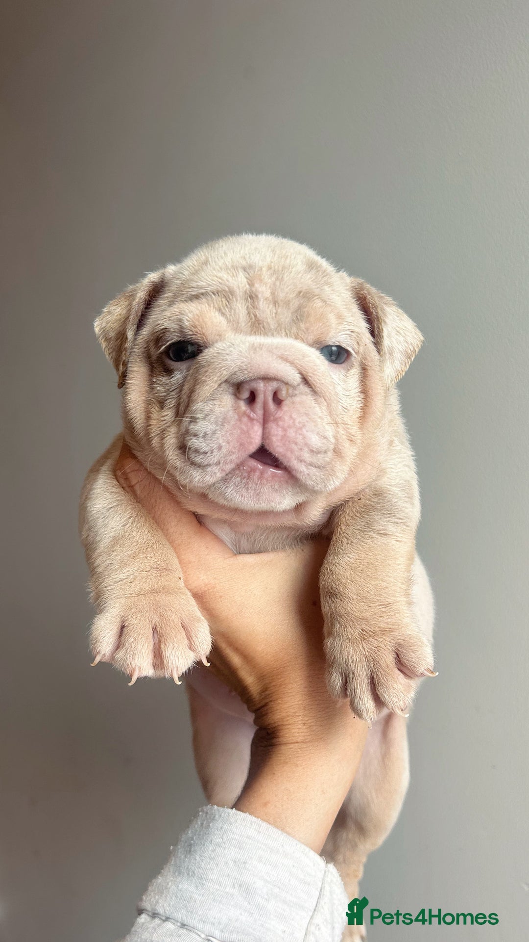 English Bulldog dogs for sale: English Bulldog Puppies  - Image 15