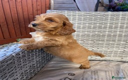 Cockapoo dogs for sale: Adorable cockerpoo puppies  - Image 1