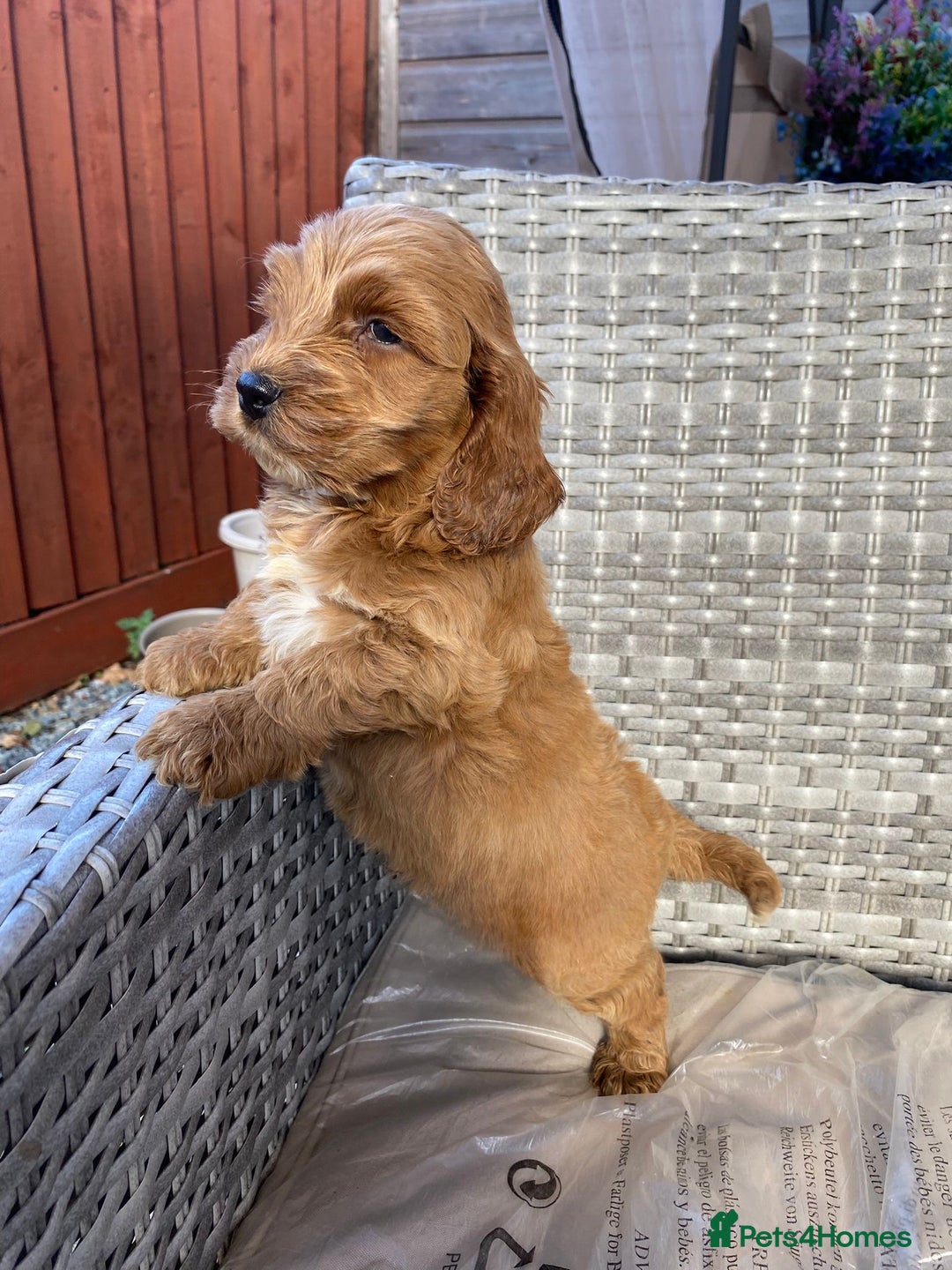 Cockapoo dogs for sale: Adorable cockerpoo puppies  - Image 1
