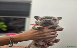 French Bulldog dogs for sale: 6 French Bulldog puppies (3 girls, 3 boys) - Image 12