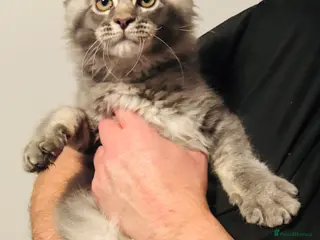 Maine Coon cats Ready to go TICA Maine Coon kittens active availab - Advert 10