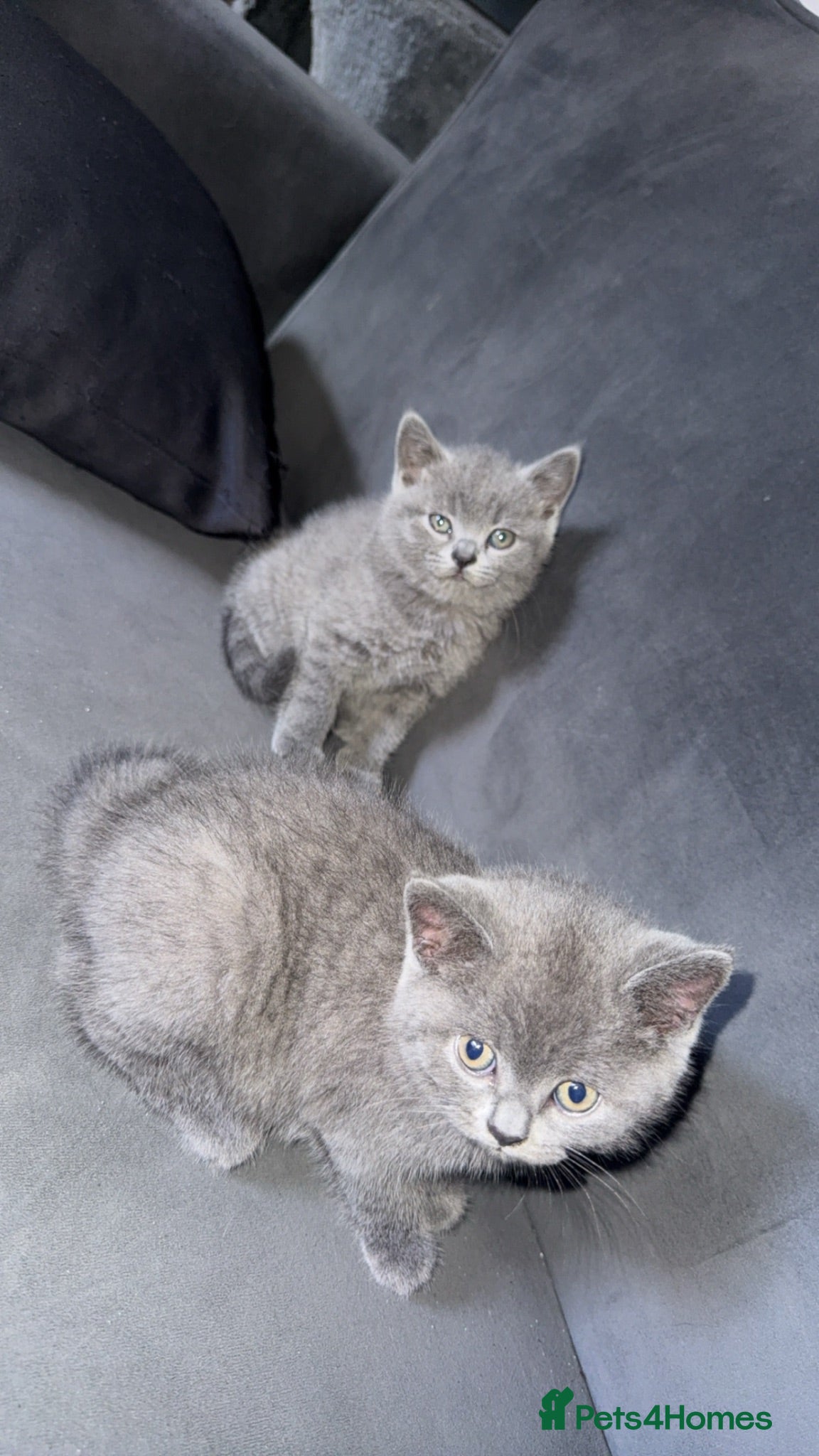 British Shorthair cats British short hair kittens - Advert 4