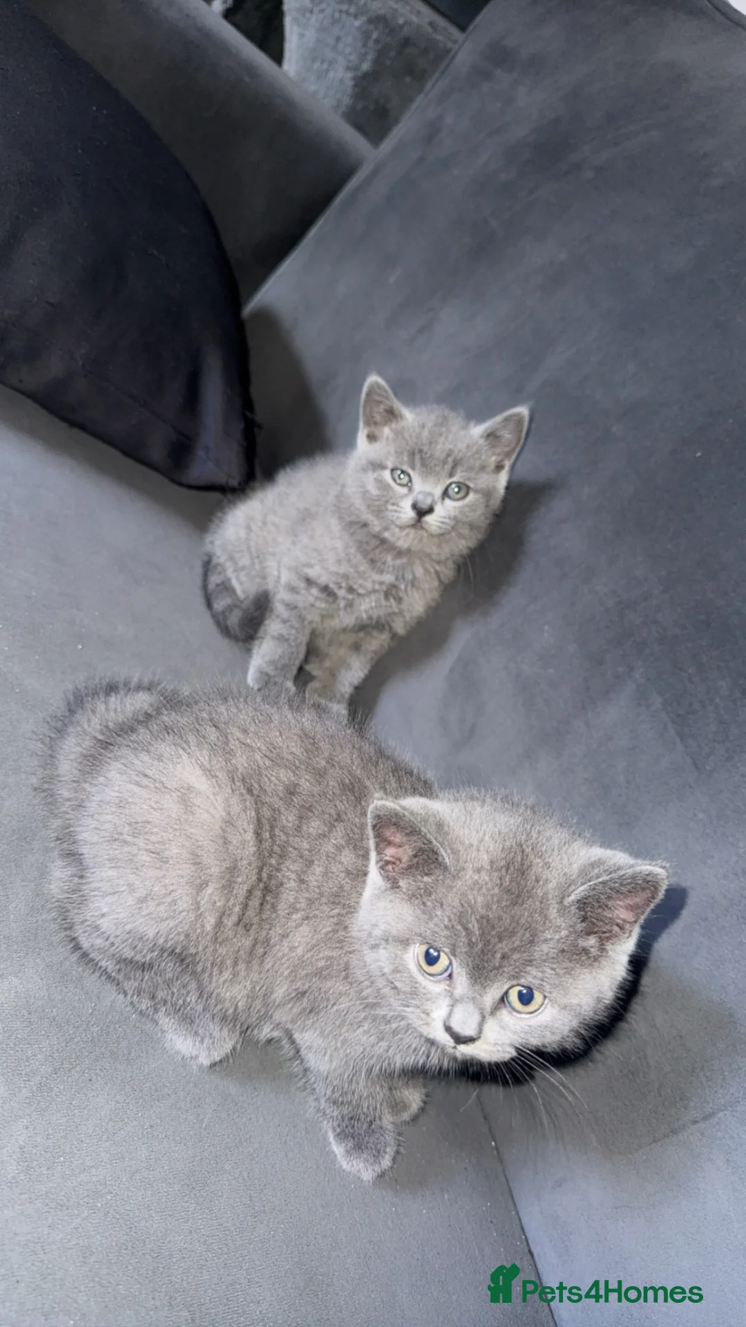 British Shorthair cats for sale: British short hair kittens in Leeds - Advert 1