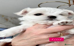 Maltese dogs for sale: 🌟Stunning Tiny Korean Maltese KC Reg🌟 - Advert 28