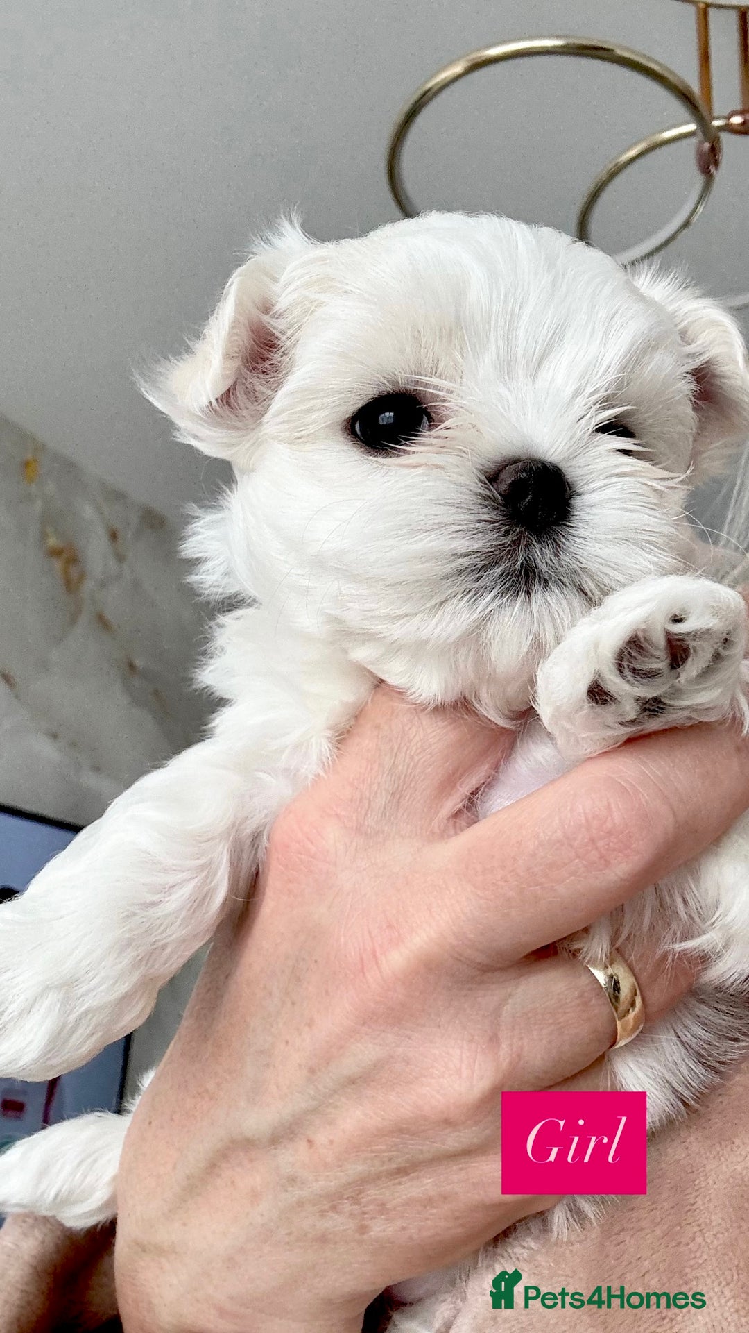 Maltese dogs for sale: 🌟Stunning Tiny Korean Maltese KC Reg🌟 - Advert 28