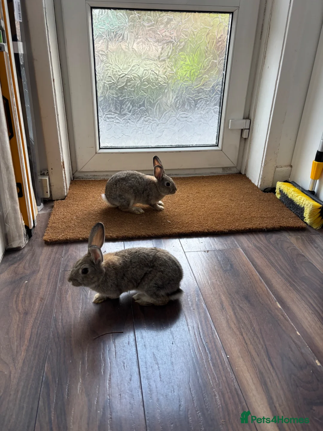 Continental Giant rabbits for sale: Rabbits  - Advert 1