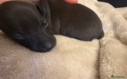 Italian Greyhound dogs for sale: KC Italian Greyhound Puppies  - Image 26