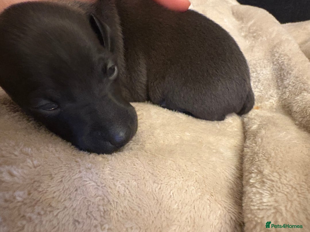 Italian Greyhound dogs for sale: KC Italian Greyhound Puppies  - Image 26